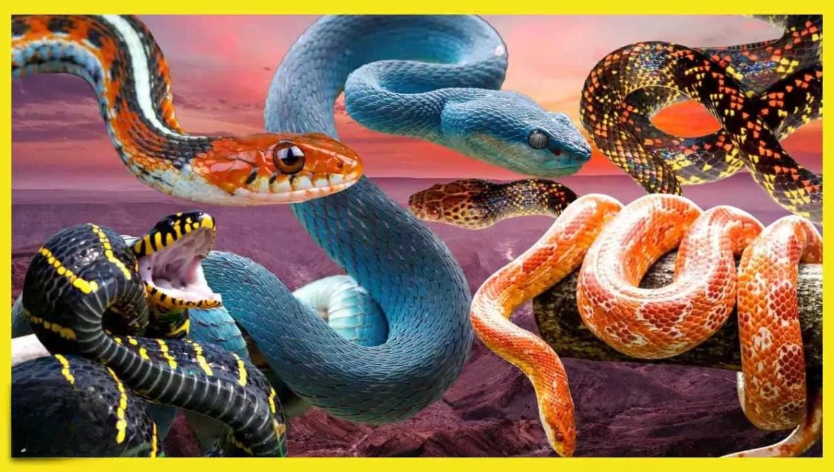 Non Venomous Snake: जानिए कैसे बन सकते हैं इंसानों के लिए खतरनाक