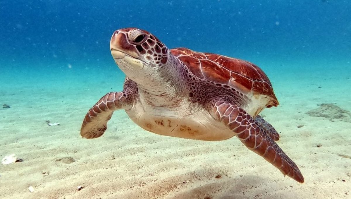 भारत में Turtle की रोमांचक दुनिया: समुद्री जीवन के अनमोल रक्षक