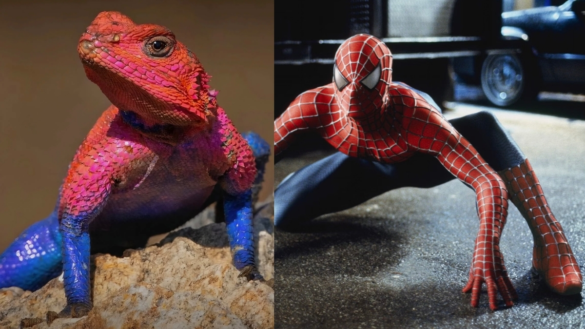 Spider Man